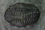 Austerops Trilobite - Nice Eye Facets #137559-2